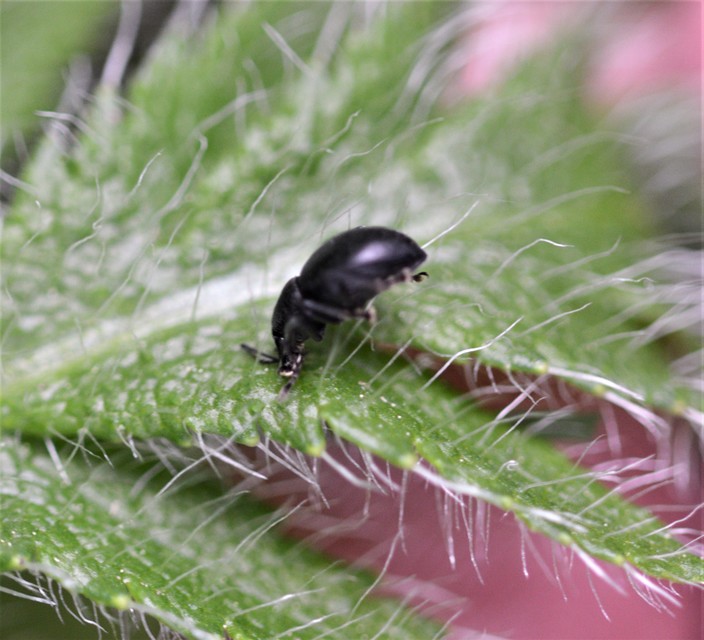 Otiorhynchus lirus - fényes gyalogormányos