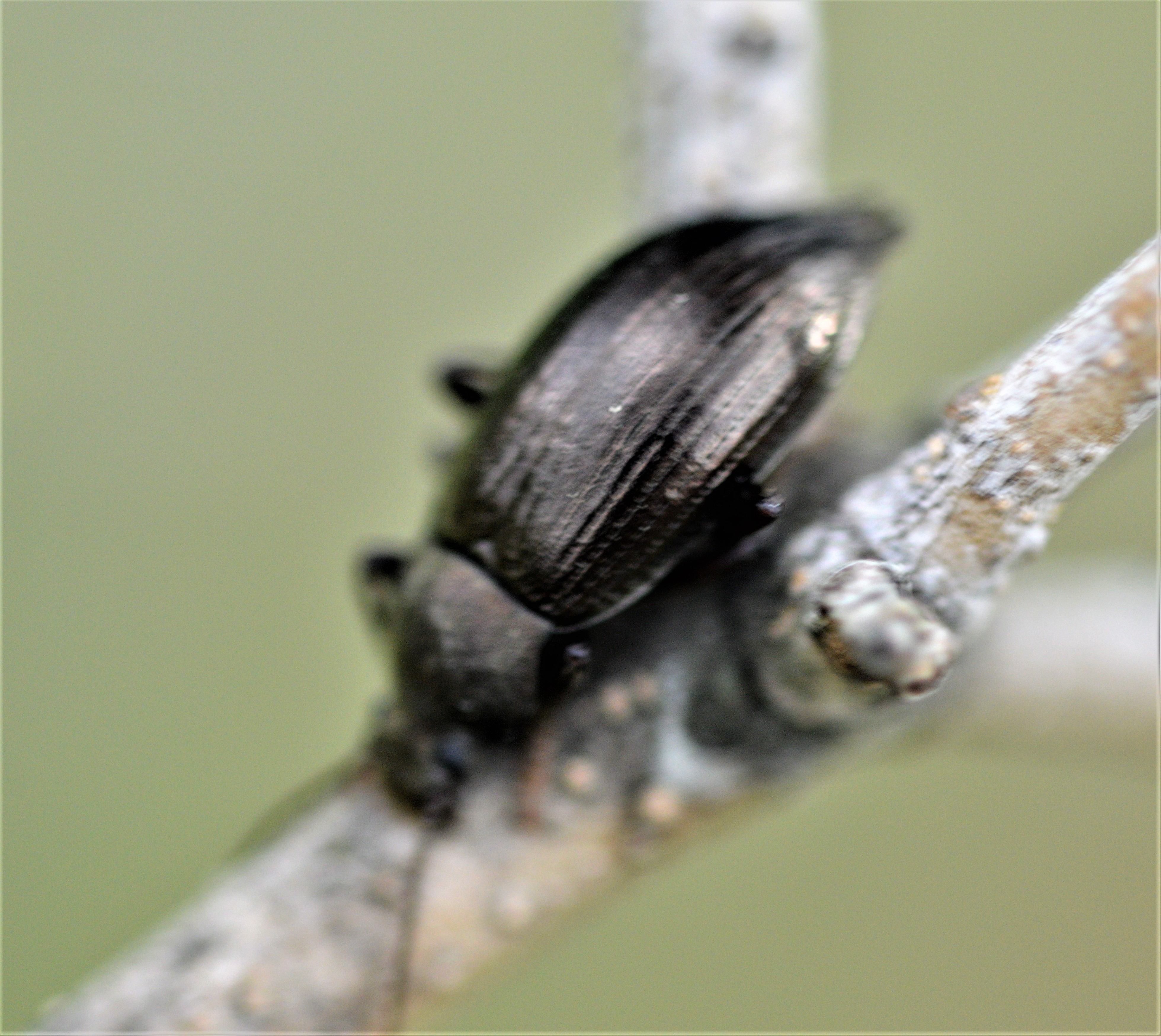 Stenomax aeneus - bronzos gyászbogár