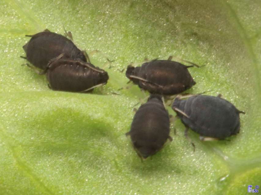 Aphididae - valódi levéltetvek