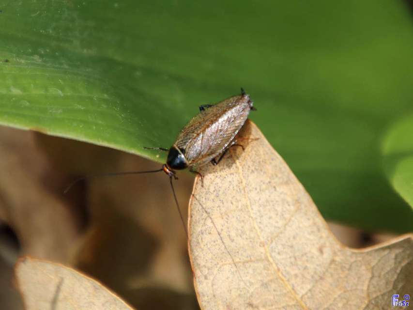 Ectobius erythronotus - sárgatorú erdeicsótány