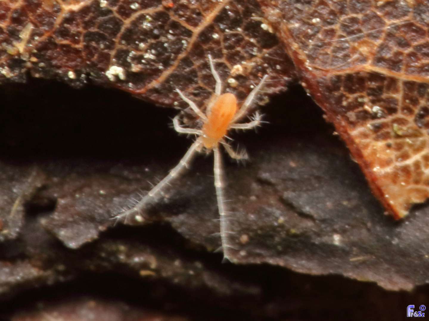 Eupodidae Eupodidae