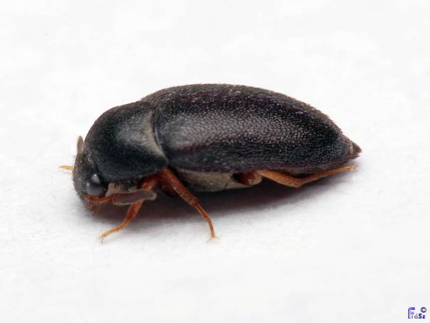 Attagenus brunneus - barna szűcsbogár