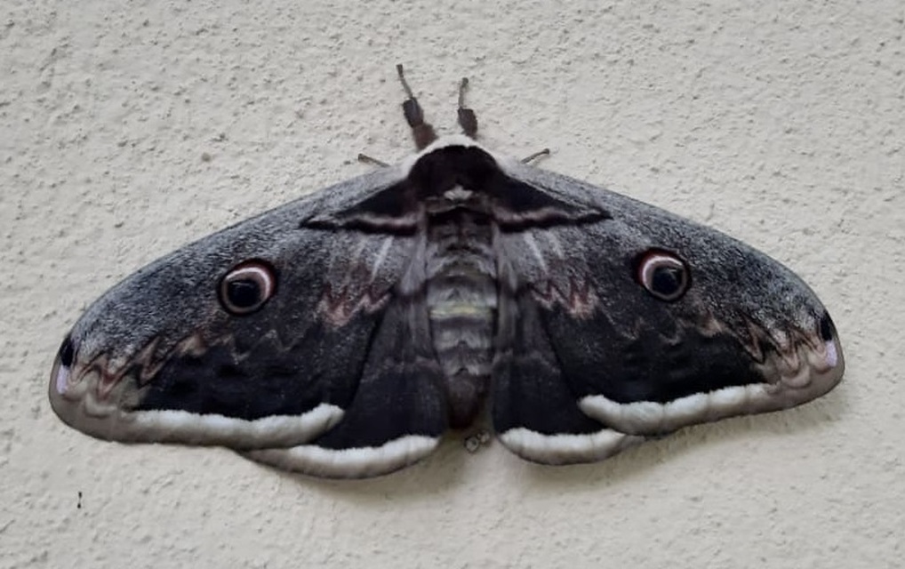 Saturnia pyri - nagy pávaszem