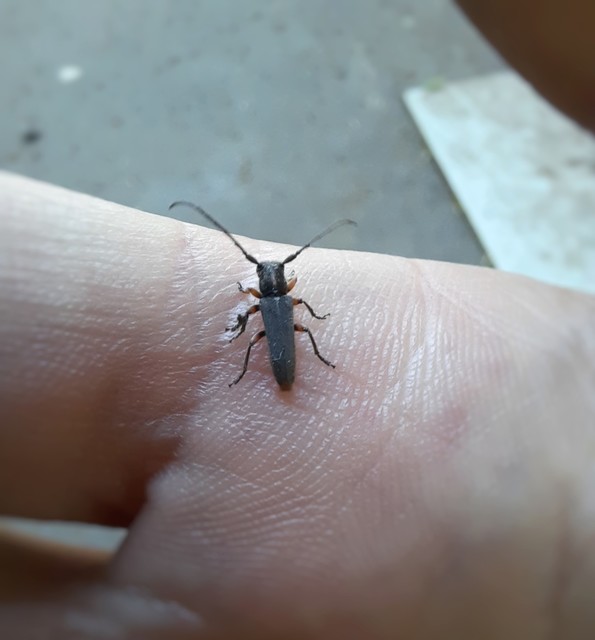 Phytoecia icterica - murokcincér