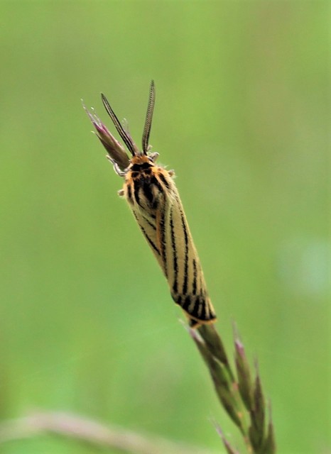 Spiris striata - csíkos molyszövő