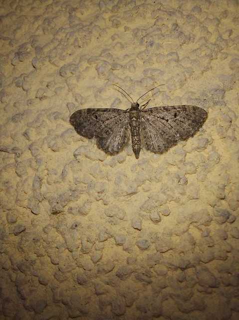 Eupithecia virgaureata - aranyvessző-törpearaszoló