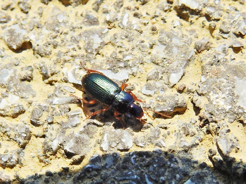 Ophonus azureus - azúrkék bársonyfutó