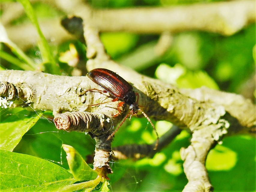 Gonodera luperus - gyászos alkonybogár