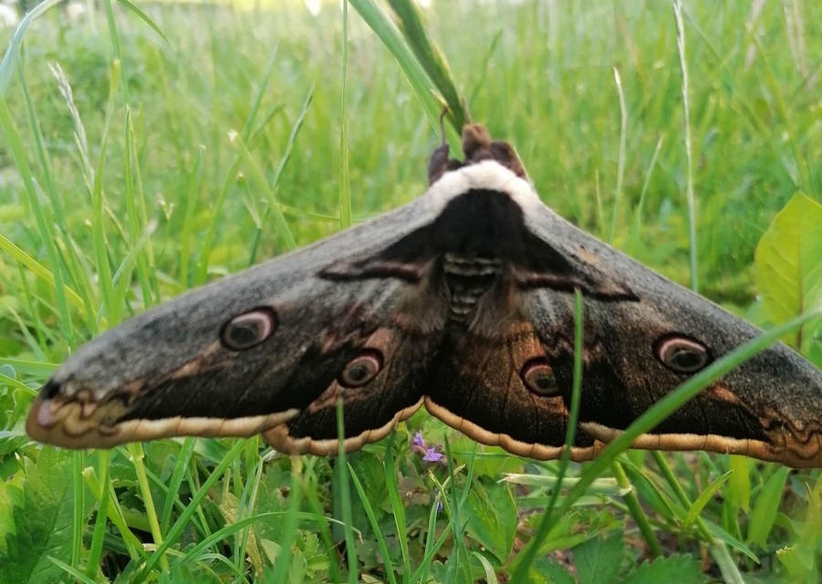 Saturnia pyri - nagy pávaszem