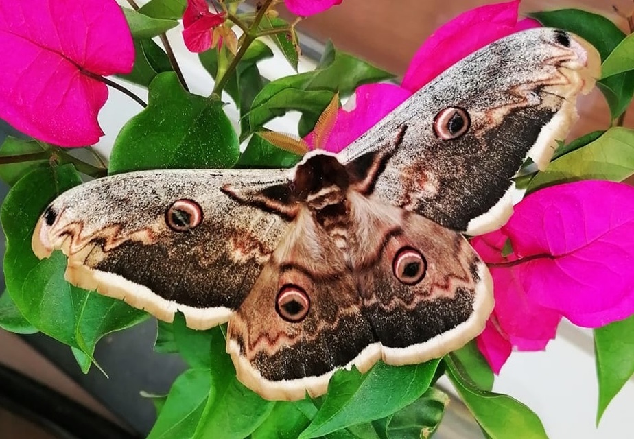 Saturnia pyri - nagy pávaszem