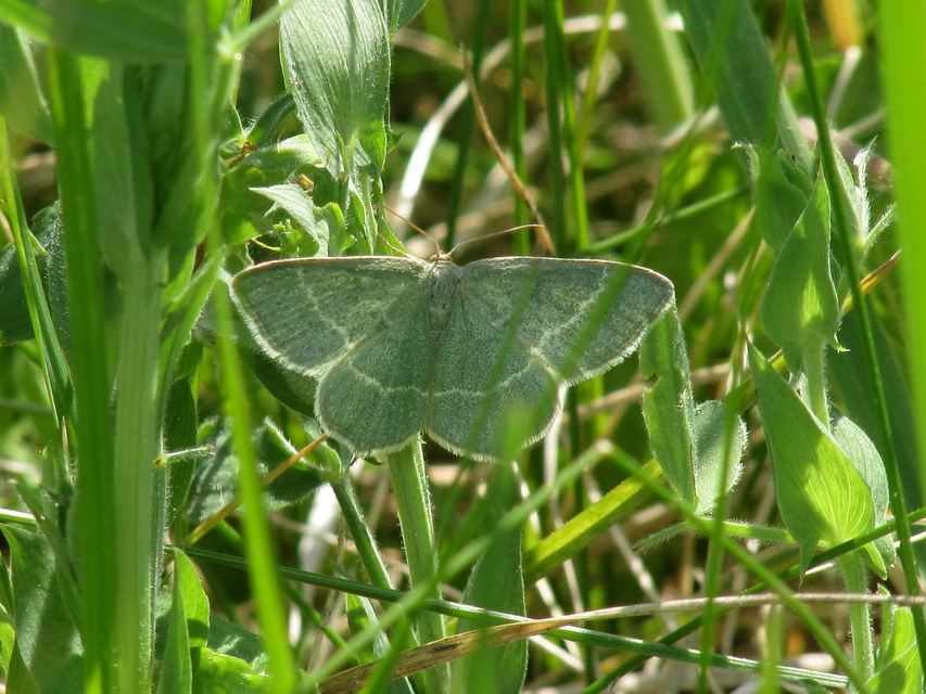 Chlorissa viridata/cloraria