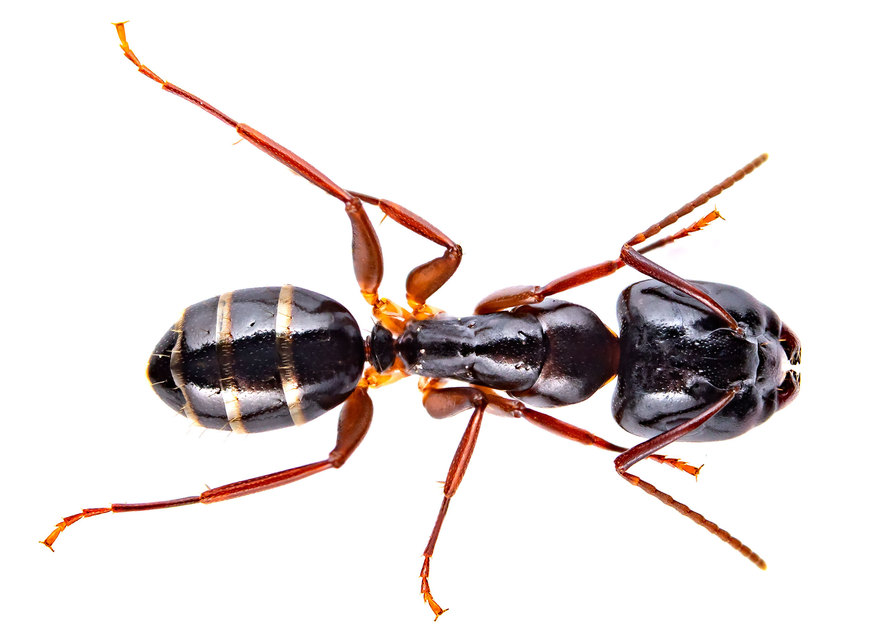 Camponotus fallax - ligeti lóhangya