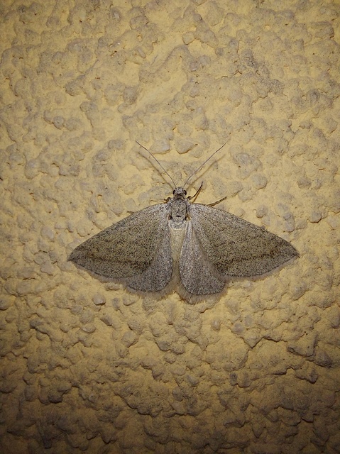 Lithostege griseata - szürke araszoló