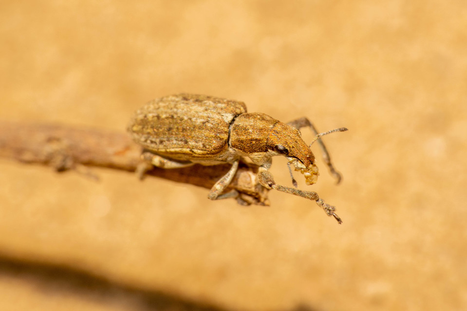 Charagmus griseus - szürke csipkézőbogár