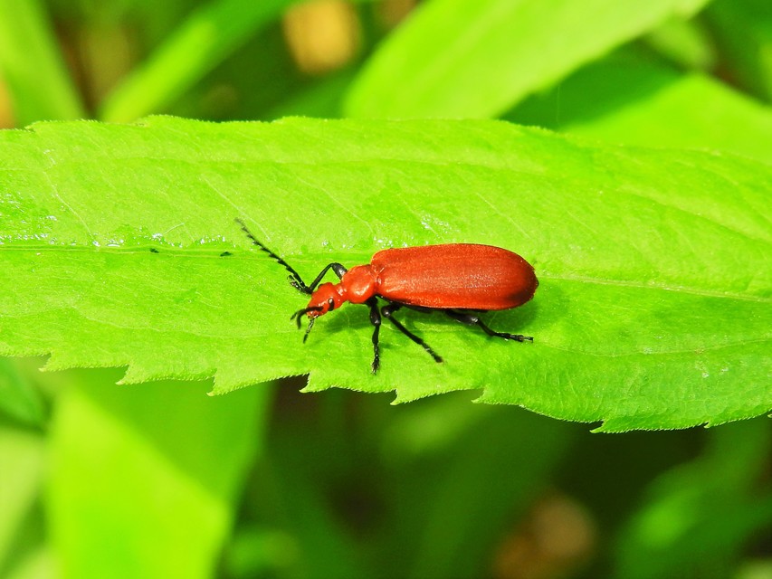 Pyrochroa serraticornis - közép-bíborbogár