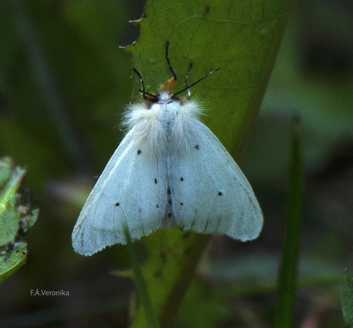 Diaphora mendica - felemás medvelepke