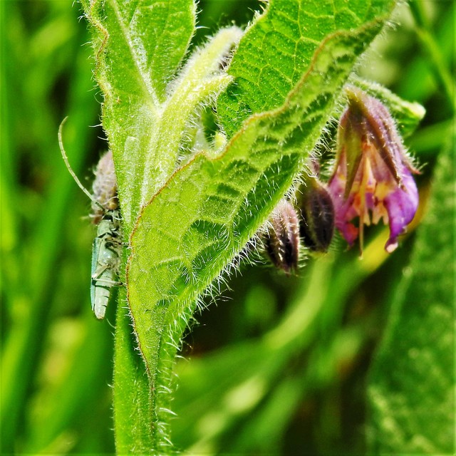 Phytoecia coerulescens - kígyósziszcincér