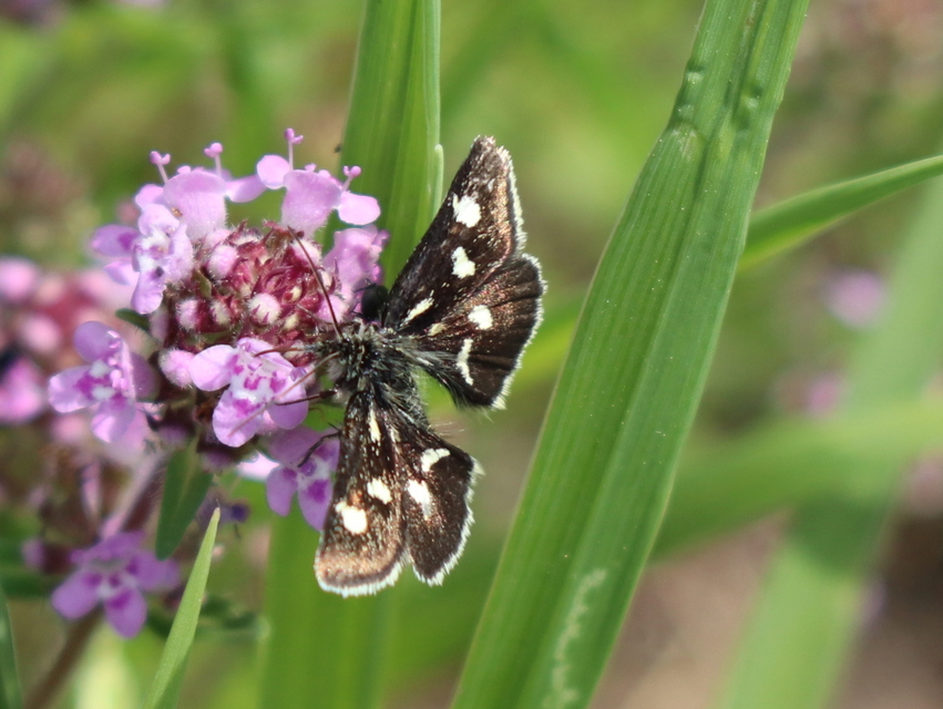 Eurrhypis pollinalis - galajszövő kormosmoly