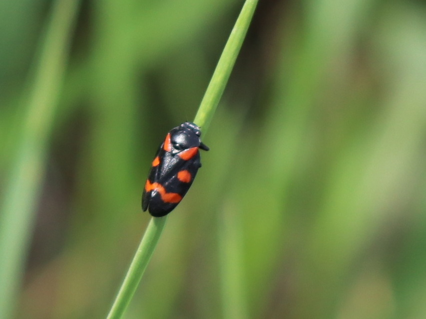 Cercopis arcuata/sanguinolenta