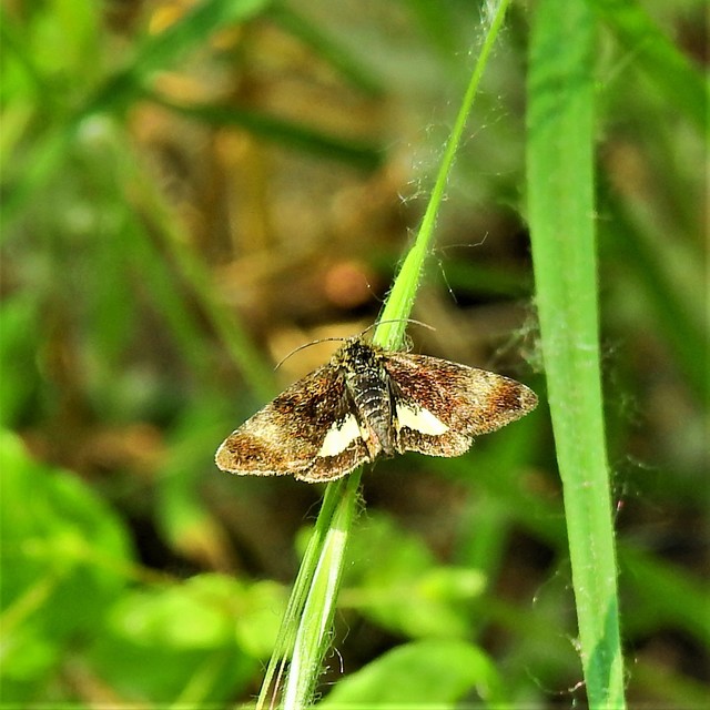 Panemeria tenebrata - apró sárgabagoly