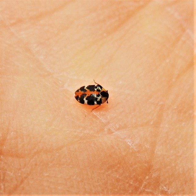 Anthrenus scrophulariae - nagy múzeumbogár