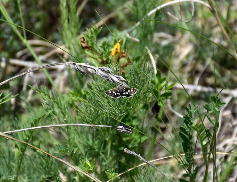 Eurrhypis pollinalis - galajszövő kormosmoly