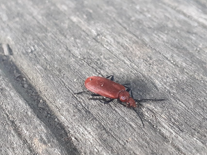 Pyrochroa serraticornis - közép-bíborbogár