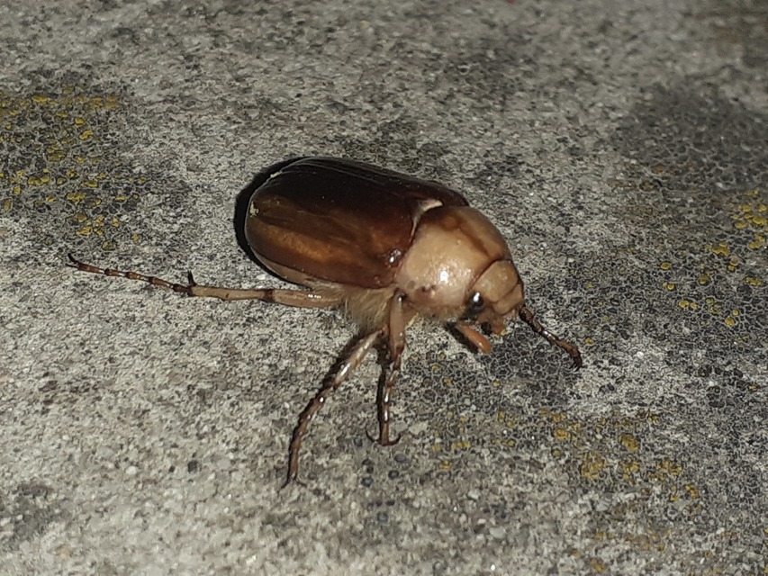 Rhizotrogus aestivus - tavaszvégi cserebogár
