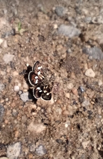 Eurrhypis pollinalis - galajszövő kormosmoly