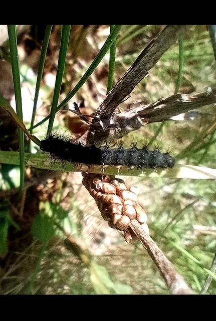 Saturnia pavoniella/pavonia