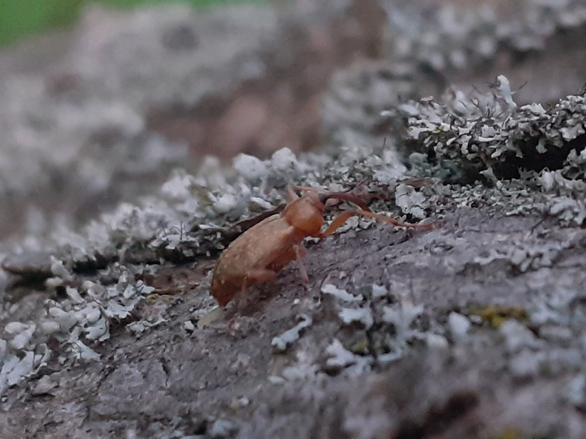 Dorytomus longimanus - kétalakú hangormányos
