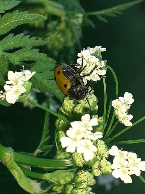 Lachnaia sexpunctata - szőrösnyakú zsákhordóbogár