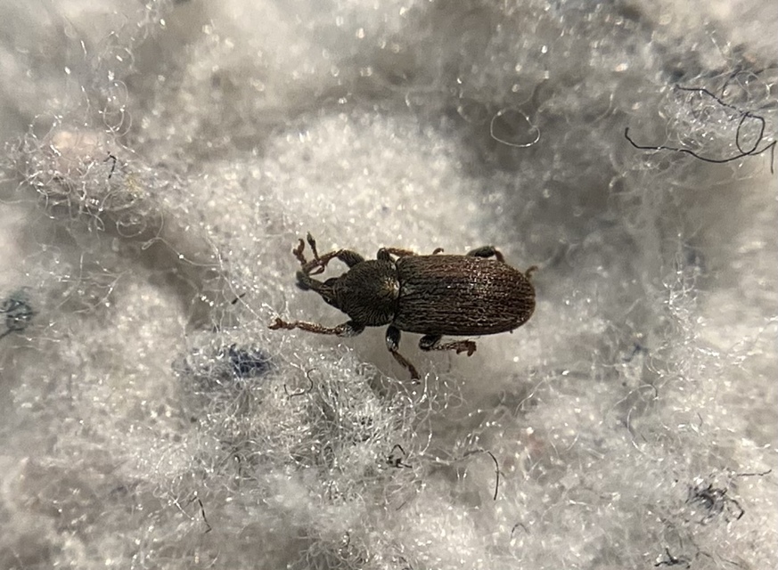 Tychius cuprifer - rezesbarna tímárormányos