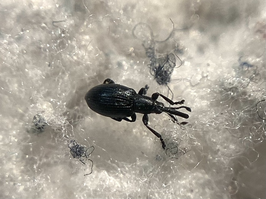 Diplapion confluens - vésetthomlokú cickányormányos