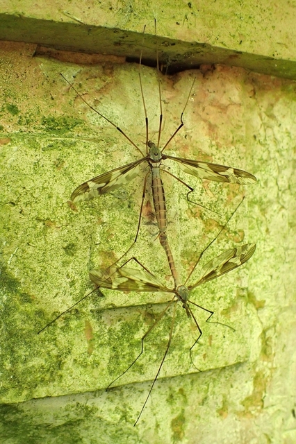 Tipula