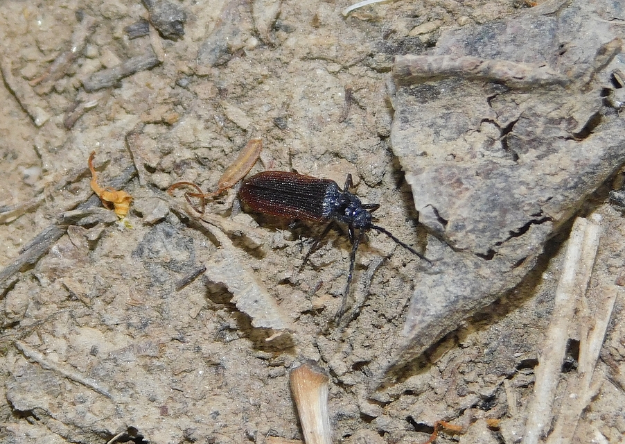 Omalisus fontisbellaquaei - közönséges álhajnalbogár
