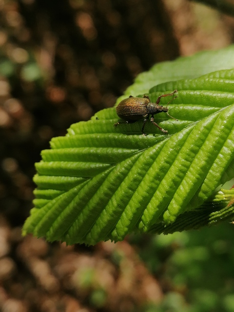 Polydrusus mollis - termetes lombormányos