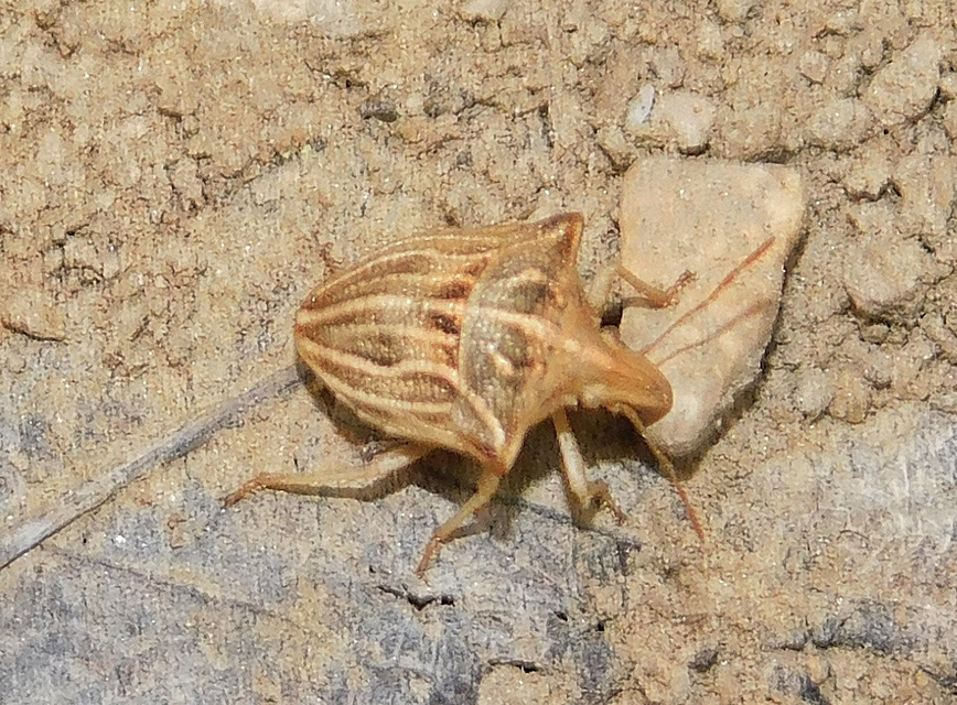 Ancyrosoma leucogrammes - vállas poloska