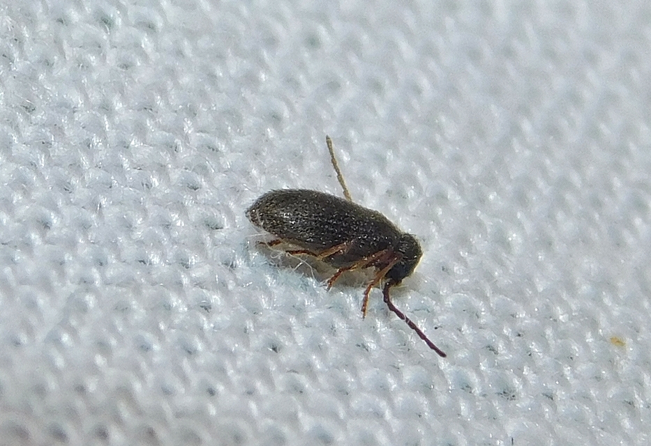 Ptinus rufipes - vöröslábú tolvajbogár