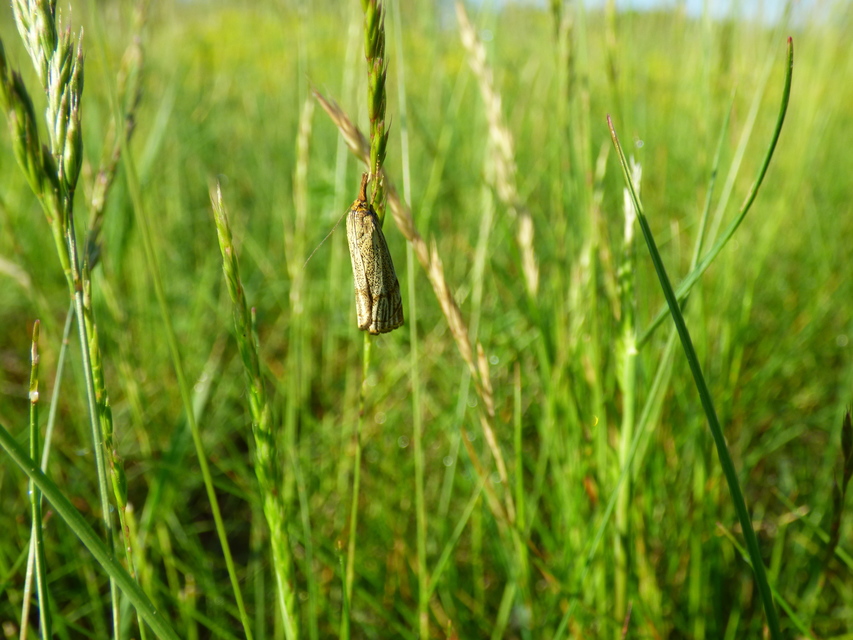 Thisanotia chrysonuchella - tavaszi fűgyökérmoly