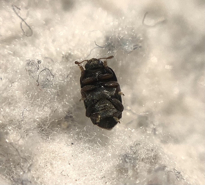 Brachypterolus linariae - feketelábú álfénybogár