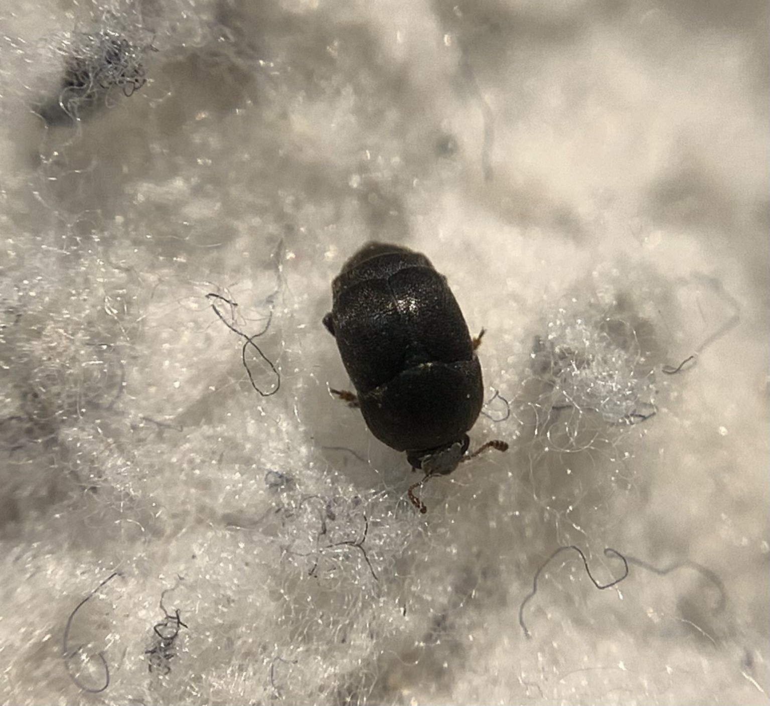 Brachypterolus linariae - feketelábú álfénybogár
