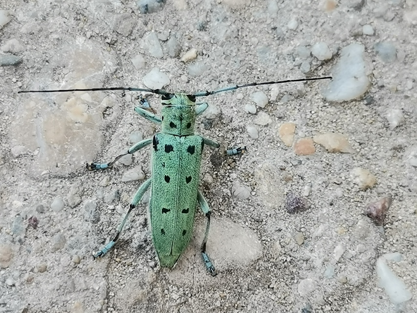 Saperda octopunctata - nyolcpontos cincér