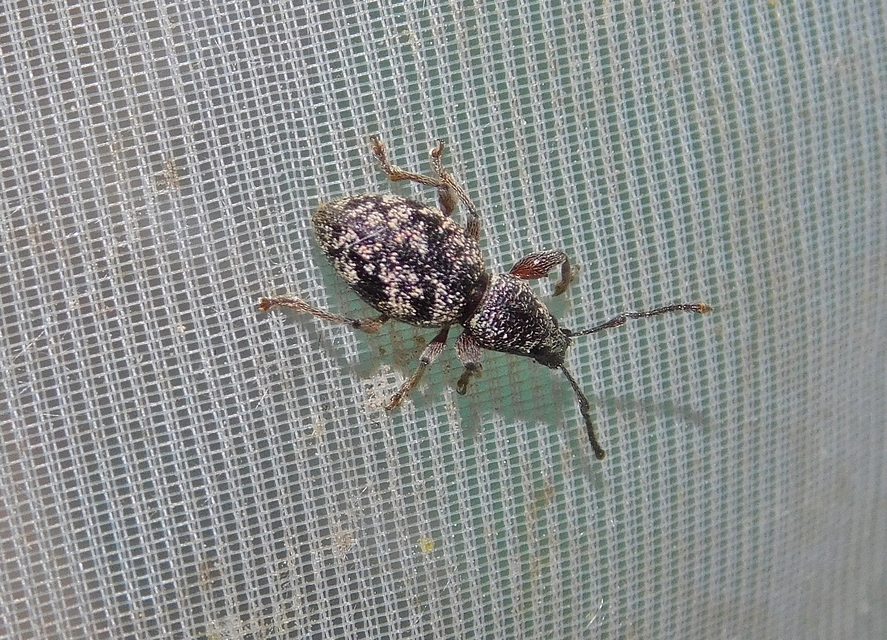 Otiorhynchus fullo - aranypikkelyes gyalogormányos