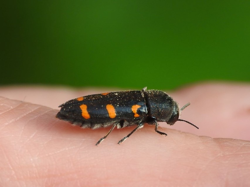 Ptosima undecimmaculata - sárgafoltos díszbogár