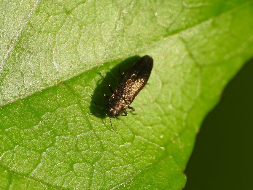 Agrilus convexicollis - kőris-karcsúdíszbogár