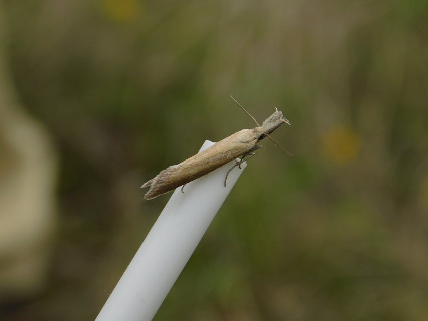 Pleurota