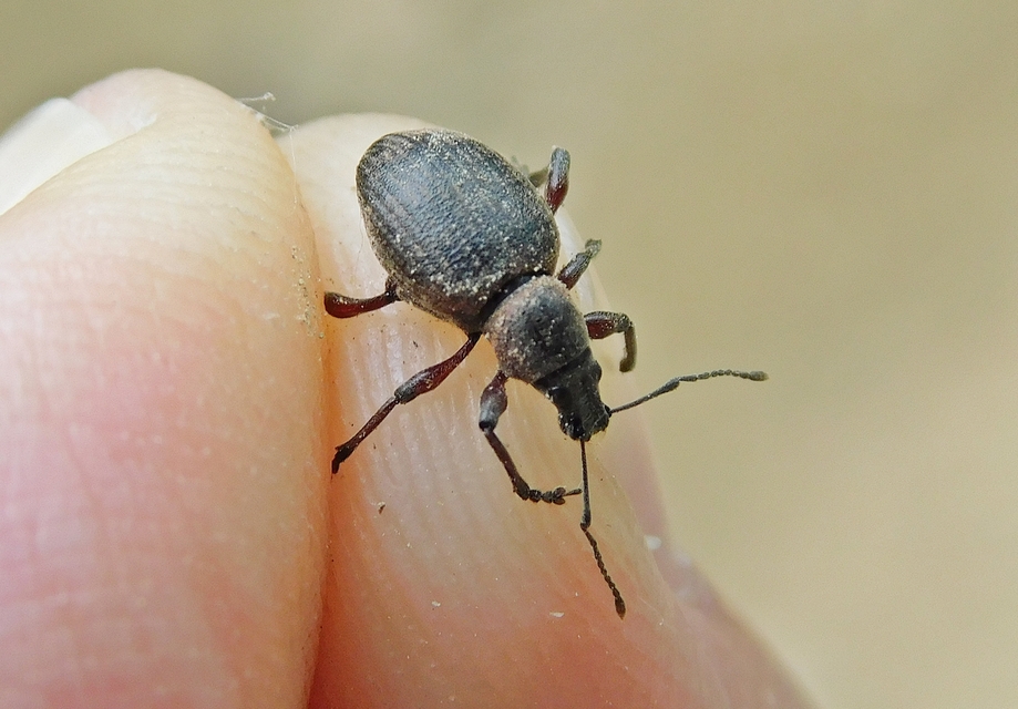 Dodecastichus