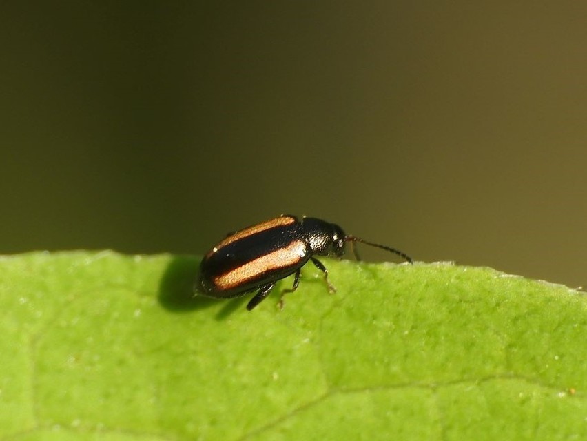 Phyllotreta