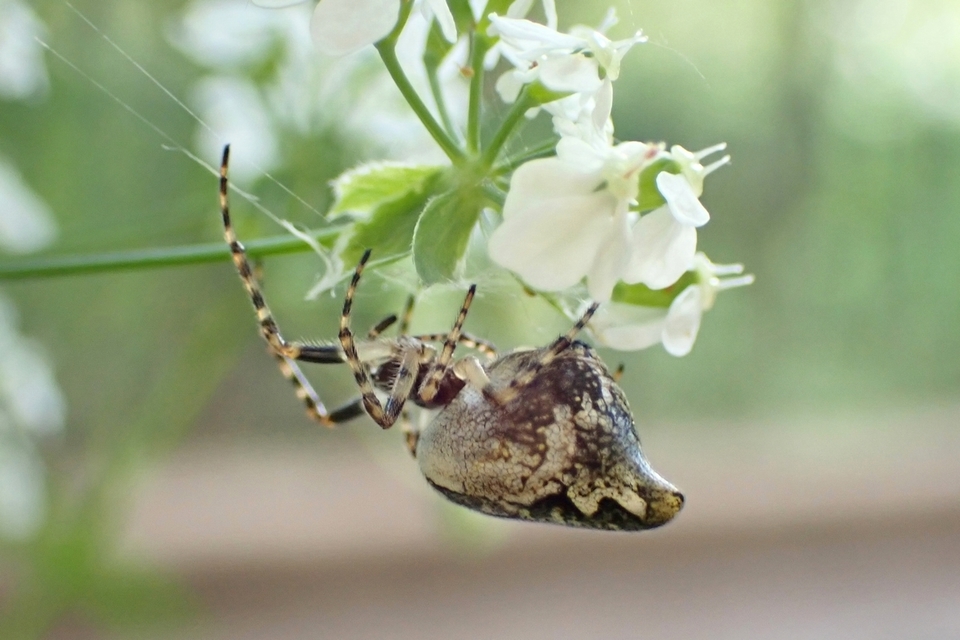 Cyclosa conica - csúcsos keresztespók